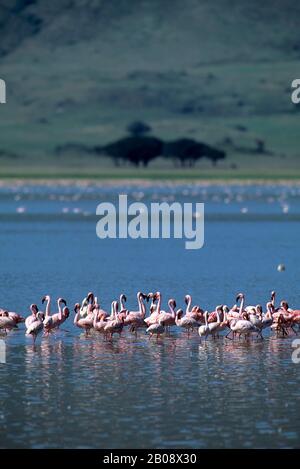 TANSANIA, KRATER NGORONGORO, WENIGER FLAMINGOS Stockfoto