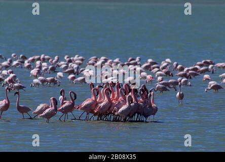 TANSANIA, KRATER NGORONGORO, KLEINERE FLAMINGOS, BILDEN GRUPPEN, (VERHALTEN DER UMWERBUNG) Stockfoto