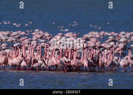TANSANIA, KRATER NGORONGORO, KLEINERE FLAMINGOS, BILDEN GRUPPEN, (VERHALTEN DER UMWERBUNG) Stockfoto