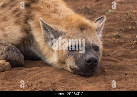 Eine junge gefleckte Hyena, Crocuta Crocuta, die am frühen Morgen im Sand ruhte, Kruger National Park, Südafrika, Stockfoto