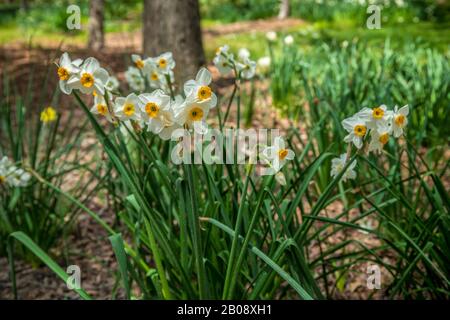 Ein Haufen voll geblühter weißer Narzissen mit gelben Zentren, gefüllt mit Pollen, die an einem sonnigen Tag im Frühjahr um die Bäume in den Waldgebieten wachsen Stockfoto