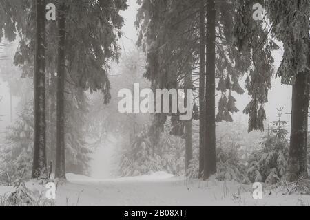 Mystischer Blick in einen nebligen Winterwald Stockfoto