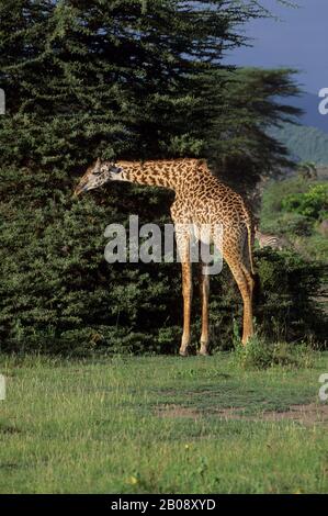 TANSANIA, GROSSES RIFTTAL, MANYARA-SEE, MASAI-GIRAFFE, NAHRUNG FÜR AKAZIENBAUM, OXPECKER-VÖGEL AM HALS Stockfoto