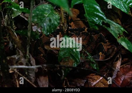 Südamerikanischer Bushmaster (Lachesis m. Muta) aus dem Amazonasbecken von Peru. Stockfoto