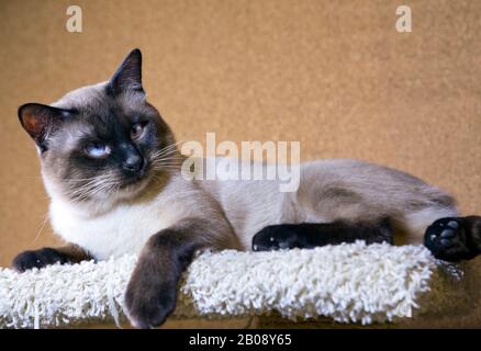 Katzensiam Orientgruppe, Mekong Bobtail Stockfoto