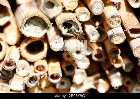 Wildbienen sitzen auf Insektenhotel aus Bambusstäbchen. Warten, bis weibliche Bienen schlüpfen Stockfoto