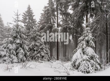 Mystischer Blick in einen nebligen Winterwald Stockfoto