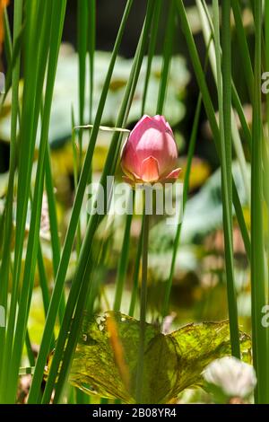 Lotosblüte im Keim; Nelumbo nucifera Stockfoto