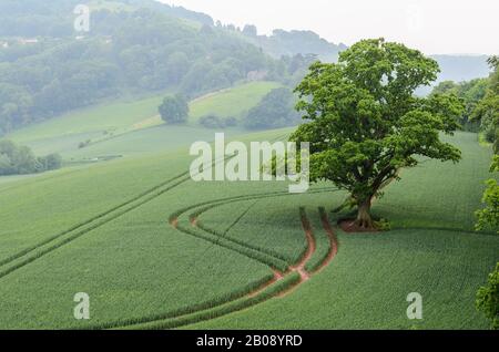 Ein einbunter Baum auf einem Feld außerhalb von Goodrich Castle an einem nebligen Tag in der Nähe von Ross-on-Wye in Herefordshire, England, Großbritannien. Stockfoto