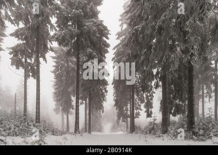 Mystischer Blick in einen nebligen Winterwald Stockfoto