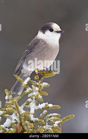 Grauer jay im Winter Stockfoto