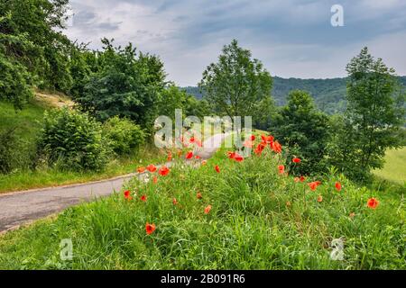 Mohn in Blüte, Ortsstraße, in der Nähe des Dorfes Melsztyn, Roznow Foothills, Malopolska, Polen Stockfoto