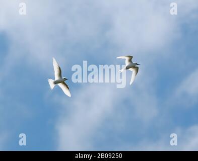 Gemeinsames Paar der weißen Tern (Gygis alba Candida) im Flug Ile aux Cocos, Rodrigues, Mauritius Dezember Stockfoto