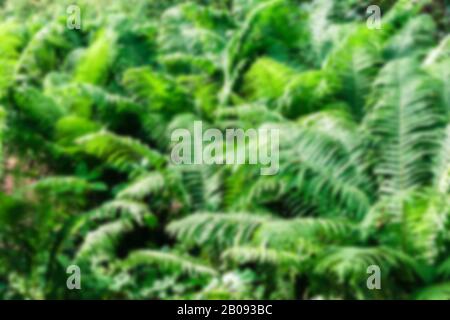 Verwischte tropische Blätter Hintergrund im Wald in der Mitte des Tages Stockfoto