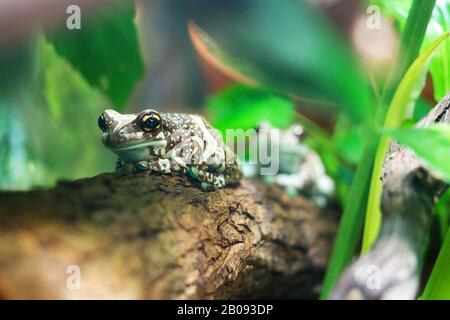 Baumfrosch. Zwei milchfrösche aus amazonas sitzen auf einem Baum unter grünen Pflanzen Stockfoto