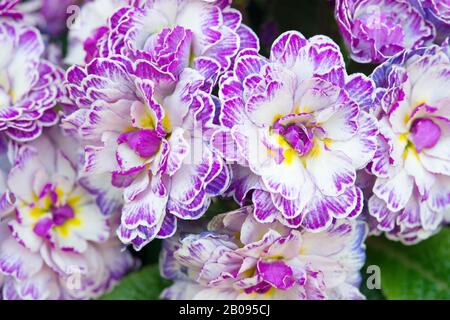 Primula Vugaris Belarina, Amethyst Ice Stockfoto