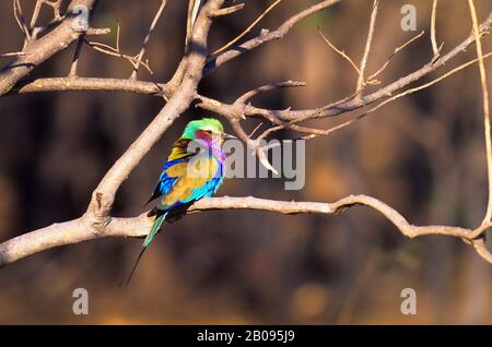BOTSWANA, OKAVANGO-DELTA, MOREMI-WILDRESERVAT, FLIEDER-REIHIGE WALZE Stockfoto