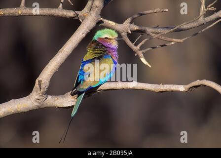 BOTSWANA, OKAVANGO-DELTA, MOREMI-WILDRESERVAT, FLIEDER-REIHIGE WALZE Stockfoto