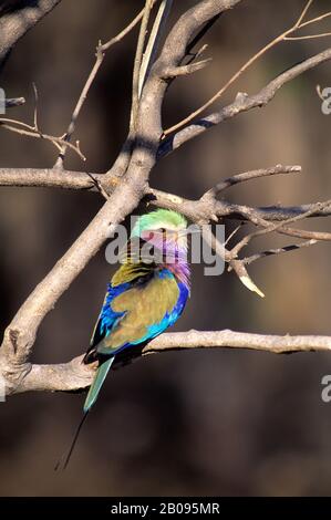 BOTSWANA, OKAVANGO-DELTA, MOREMI-WILDRESERVAT, FLIEDER-REIHIGE WALZE Stockfoto