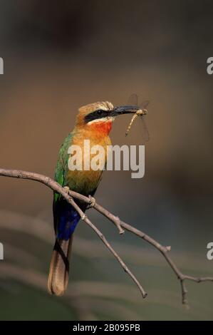 BOTSWANA, OKAVANGO-DELTA, IN DER NÄHE VON JEDIBE, BIENE MIT WEISSER FRONT UND DRAGONFLY Stockfoto