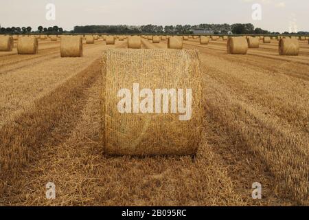 Ein großes Feld mit runden Strohballen in der holländischen Landschaft im Sommer Stockfoto