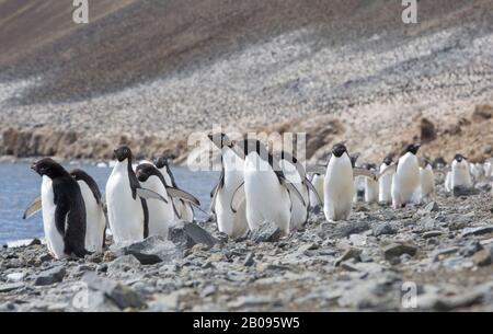 Adélie Pinguin, Pygoscelis adeliae auf Devil Island, in der Gruppe James Ross Island vor der Nordostspitze der antarktischen Halbinsel. Stockfoto