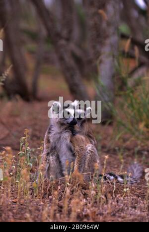 MADAGASKAR, BERENTY, RINGSCHWEIN-LEMUR MIT BABY AUF DEM RÜCKEN Stockfoto