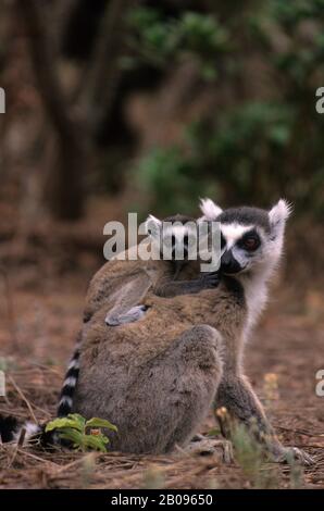 MADAGASKAR, BERENTY, RINGSCHWEIN-LEMUR MIT BABY AUF DEM RÜCKEN Stockfoto