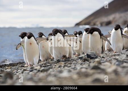 Adélie Pinguin, Pygoscelis adeliae auf Devil Island, in der Gruppe James Ross Island vor der Nordostspitze der antarktischen Halbinsel. Stockfoto