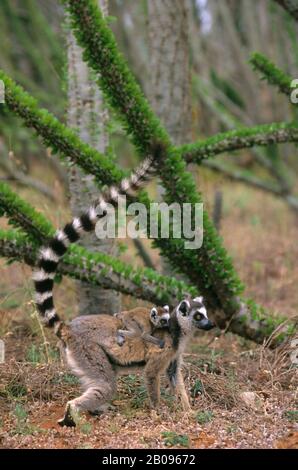 MADAGASKAR, BERENTY, RINGSCHWANZ LEMUR MIT BABY AUF DEM RÜCKEN, STACHELWALD Stockfoto