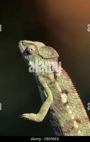 MADAGASKAR, MANDRAKA, CHAMÄLEON, WEIBLICH, NAHAUFNAHME (CALUMMA BREVICORNIS) Stockfoto