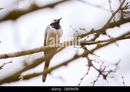 Weißer Wagtail (Motacilla alba) auf einem Ast sitzend Stockfoto