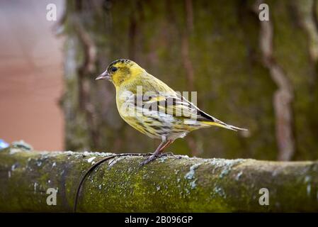 Eurasian siskin (Spinus spinus) sitzt auf einem Ast Stockfoto