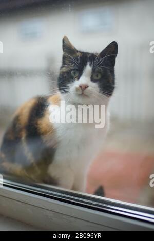 Dreifarbige Katze blickt durch das Fenster in das Haus. Süßes Kitty Close-Up-Porträt auf der Fensterbank. Stockfoto