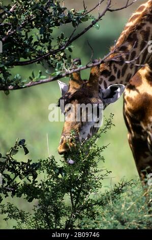 TANSANIA, SERENGETI, MASAI-GIRAFFE, AKAZIEN IM INTERNET Stockfoto