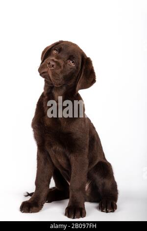 Lustiger Welpe aus 3 Monaten alter schokoladenfarbenem Labrador brütet sitzend und sieht aufmerksam in Richtung Kamera auf weißem Hintergrund Vertikalem Bild. Stockfoto