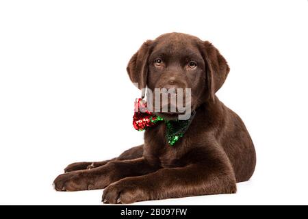 Der dreimonatige, schokoladenfarbene Labrador liegt in Richtung Kamera mit Pailletten-Bow-Krawatte auf weißem Hintergrund. Isoliertes Bild. Stockfoto