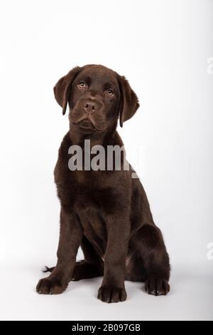 Welpe von 3 Monaten Rasse schokoladenfarbenes Labrador sitzend in Richtung Kamera auf weißem Hintergrund. Vertikales Bild Stockfoto