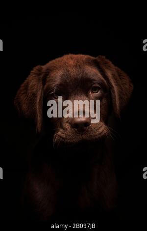 Nahaufnahme des schönen dreimonatigen Labrador Welpen auf schwarzem Hintergrund. Isoliertes Bild. Vertikales Bild Stockfoto