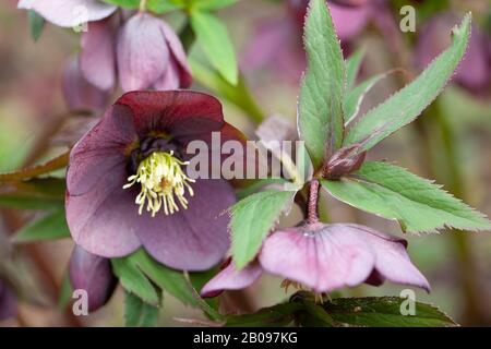Die rauchig-violetten Blumenköpfe von Helleborus orientalis 'Smokey Blue' in einem britischen Garten. Copyspace . Stockfoto