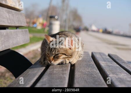 Faule Katze schlafen auf einer Bank in einem öffentlichen Park Stockfoto