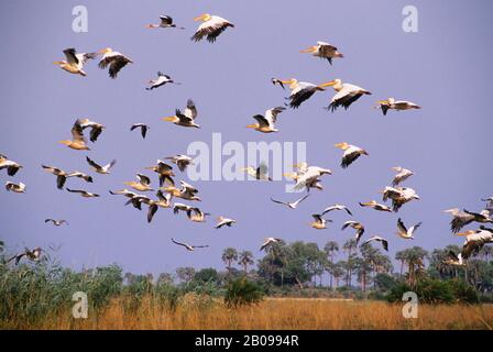 BOTSWANA, OKAVANGO-DELTA, MOMBO-INSEL, WEISSE UND PINKFARBENE PELIKANE IM FLUG Stockfoto