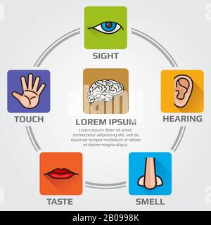 Fünf menschliche Sinne riechen, sehen, hören, schmecken, sensorisch. Infografiken mit Nase, Hand, Mund, Auge und Ohrensymbolen. Abbildung der Hirn- und himanschen Sinne Stock Vektor