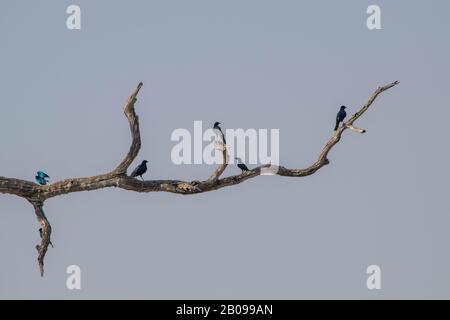 Toter oder sehr trockener Baum ohne Blätter in der Trockenzeit in einem Nationalpark in Botswana oder in der afrikanischen Republik. Eagly wartet auf seinen nächsten Angriff Stockfoto