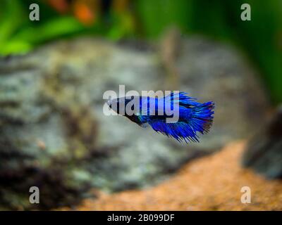 Blauer siamesischer Kampffisch (Betta splendens) auf einem Fischtank Stockfoto