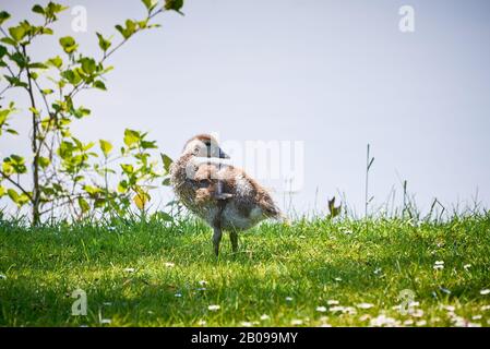 Egyptian Goose Chick on Field in der Nähe des Adolfosee Lake (Alopochen aegyptiaca) Stockfoto