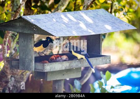 Plüsch-cremefarbiger jay (Cyanocorax chrysops), der Papaya isst Stockfoto