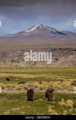 Zwei Alpakas in der wunderschönen Landschaft der anden, mit schneebedeckten Vulkan im Hintergrund. Bolivien Stockfoto