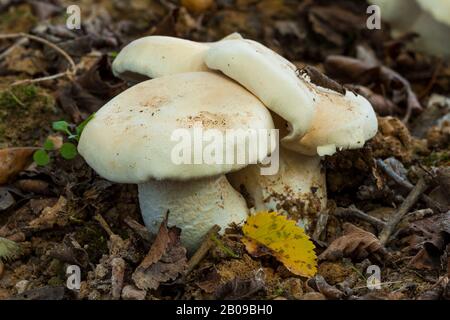 Clitopilus prunulus, bekannt als süßer Brotpilz, der im Wald unter den umgestürzten Blättern wächst. Spanien Stockfoto