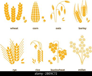 Vektorsymbole für Getreidekörner. Reis und Weizen, Mais und Hafer, Roggen und Gerste. Getreideerntesatz, Abbildung der landwirtschaftlichen Körner Stock Vektor